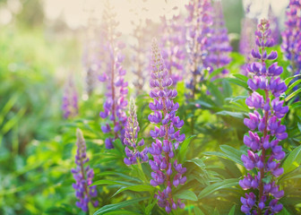 beautiful summer meadow with wild lupine flowers on the sunset light, shallow dof