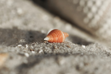 Muschel