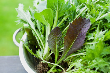 New crop fresh organic mix salad leaves with mizuna, lettuce, pakchoi, tatsoi, kale, spinach and leaf mustard