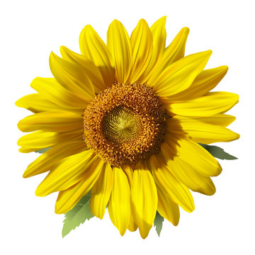 Sunflower.Realistic hand drawn vector image on white background.

