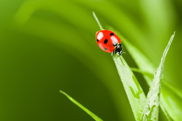 Obraz premium Ladybug running along on blade of green grass