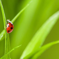 Ladybug on Grass Over Green Bachground