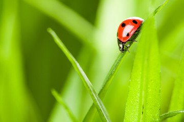 red ladybug on green grass
