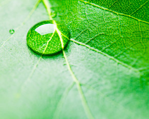 Fototapeta na wymiar Water drops on fresh green leaf