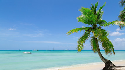natürlicher Strand mit einer Palme in der dominikanischen Republik