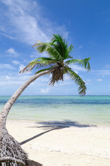 natürlicher Strand mit einer Palme in der dominikanischen Republik