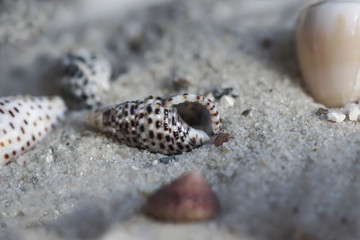 Muscheln