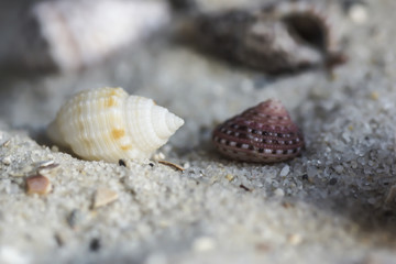 Muscheln