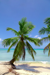 Fototapeta na wymiar natürlicher Strand mit einer Palme in der dominikanischen Republik