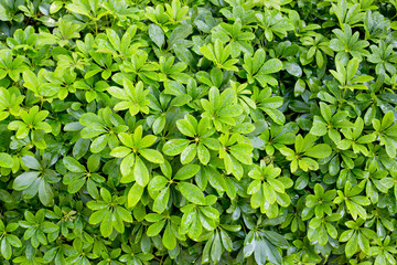 green leaf background