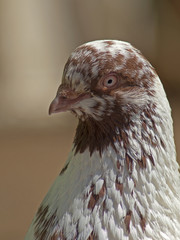 gołąb