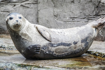 Fototapeta premium Common seal