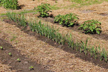 Fototapeta na wymiar Onions and other different greens growing on the vegetable bed