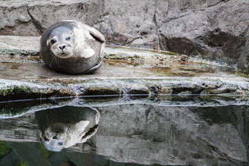 Naklejka premium Common seal