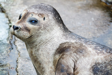 Fototapeta premium Common seal