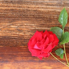 rose auf Holzbrett, quadratisch