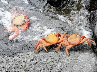 Crabe Galapagos