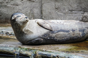 Common seal