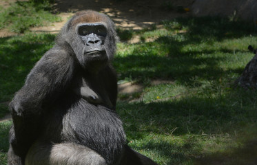 Gorilla