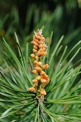 New Cones Growing on Pine Branch