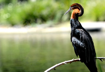 Anhinga