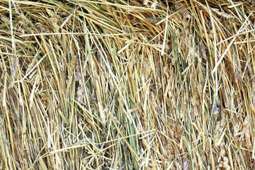 Dry straw macro shot. Background or Texture