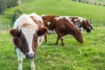 Cows in Field