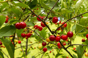 Cherry Tree With Lots Of Cherries