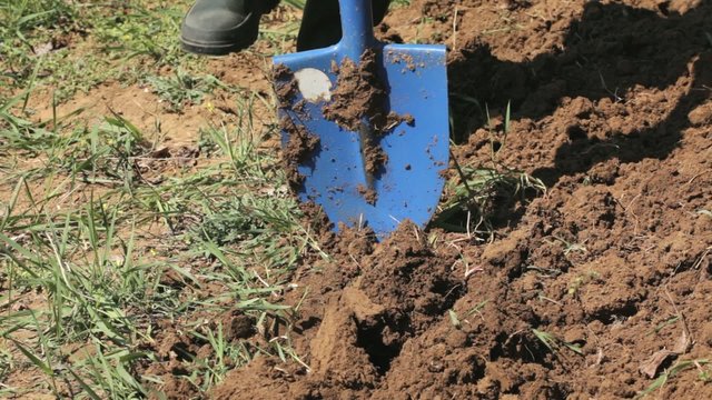 Man digging soil in garden using shovel - HD 1080 video
