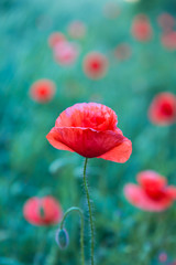 Obraz premium poppy field