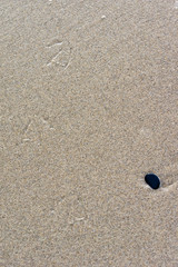 Fototapeta na wymiar Bird tracks or footprints in sand