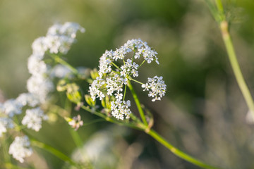 summer flowers meadow