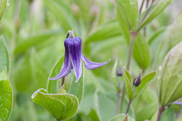 Clematis integrifolia