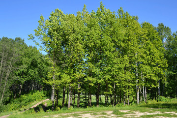 Fototapeta na wymiar Trees in a summer forest.