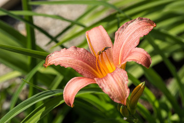 Fototapeta premium Lilie