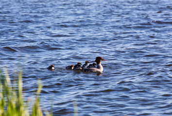 Goosander - Mergus merganser - family