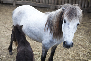 Obraz na płótnie Canvas white and black pony foal