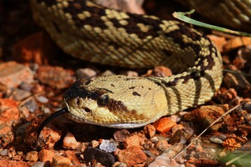 Fototapeta premium Black-tailed Rattlesnake (Crotalus molossus)
