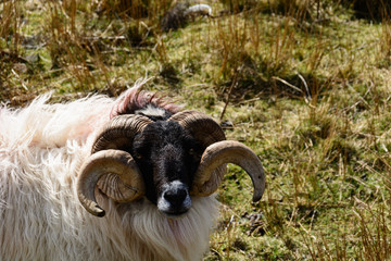 Sheep with long horn, Ireland,