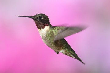 Ruby-throated Hummingbird