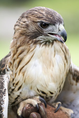 Red Tailed Hawk