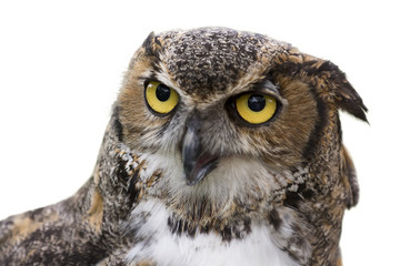 Great Horned Owl Isolated