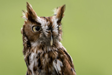  Eastern Screech Owl