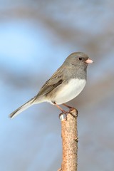 Junco On A Branch