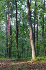 Fototapeta na wymiar summer forest