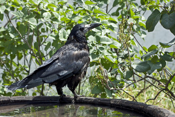 black raven close-up