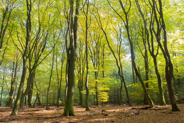 Forest with leaf trees