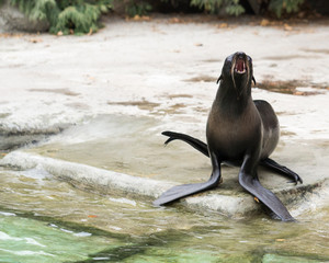 Arctocephalus