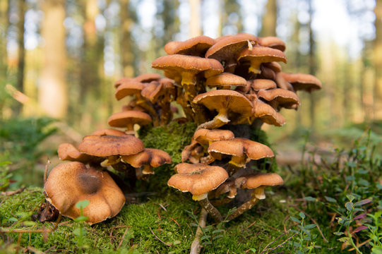 Group brown mushrooms