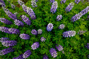 Obraz premium Lupines on Iceland